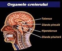 glandele creierului