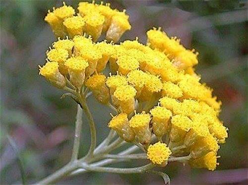 Helichrysum Helichrysum