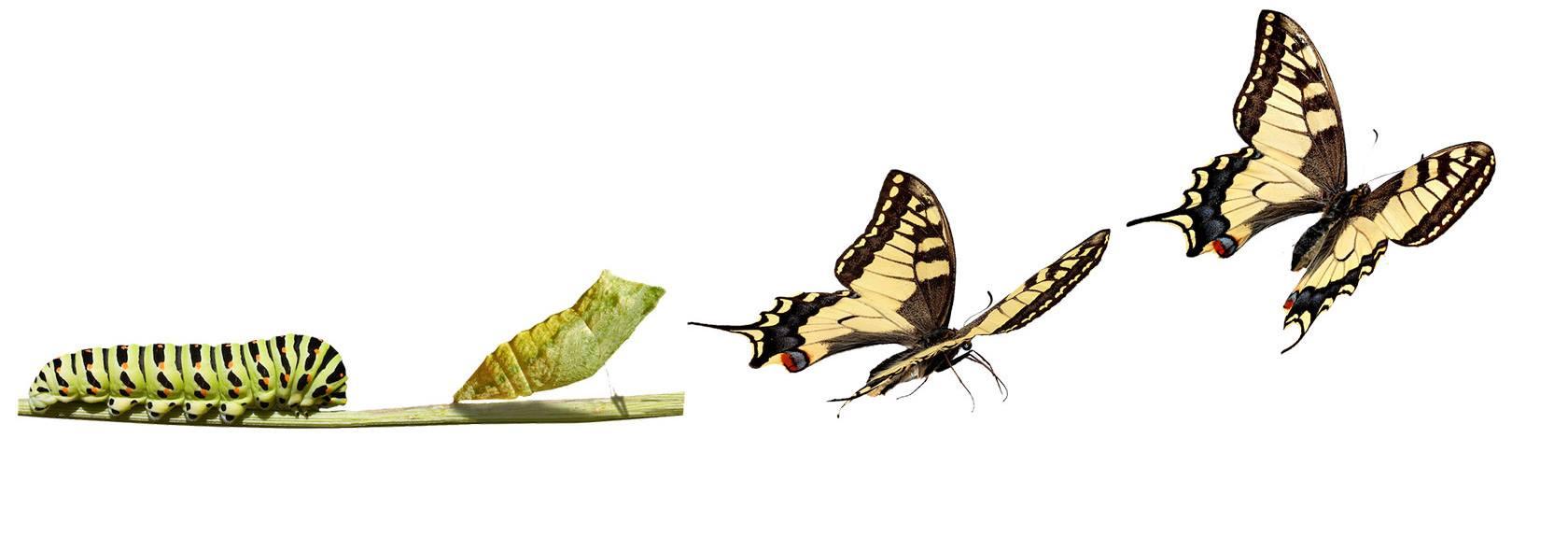 Conștientizarea sinelui