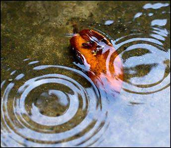 Practici Ancestrale pentru Reînnoire Personală și Familială