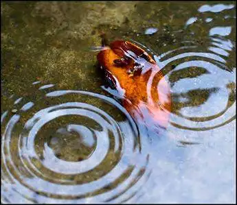 Practici Ancestrale pentru Reînnoire Personală și Familială